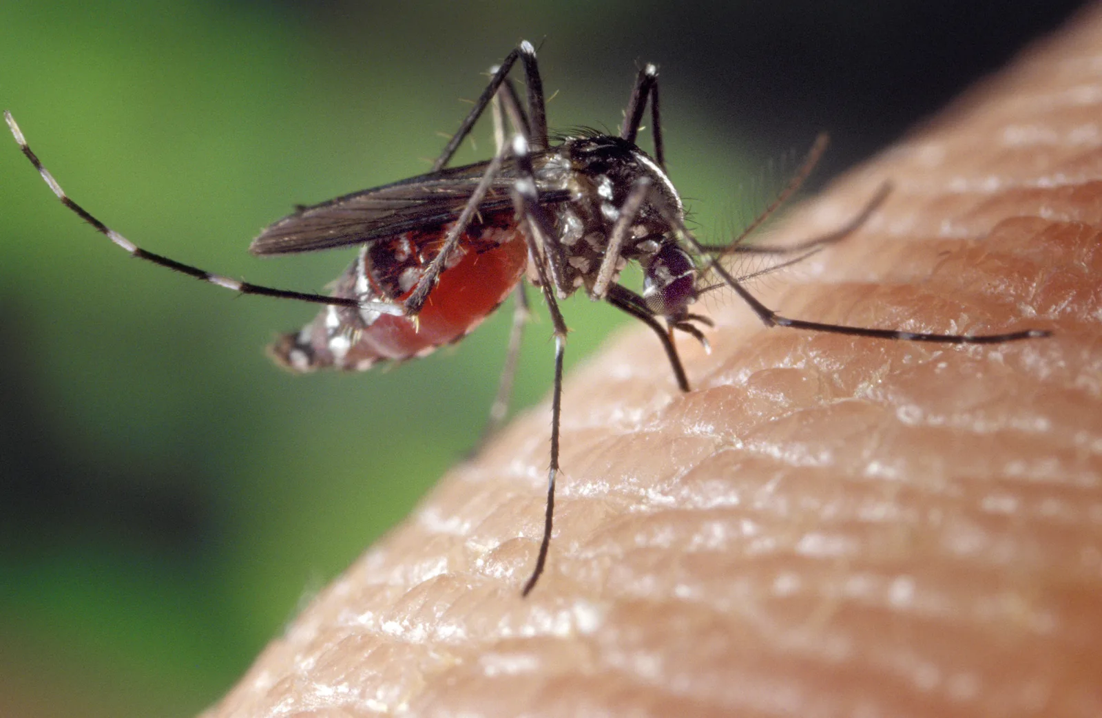 La media hora que más mosquitos te quita, y es gratis